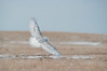 Snowy Owl - IMG9836