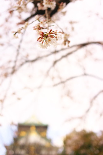 Osaka castle tower & cherry blossom