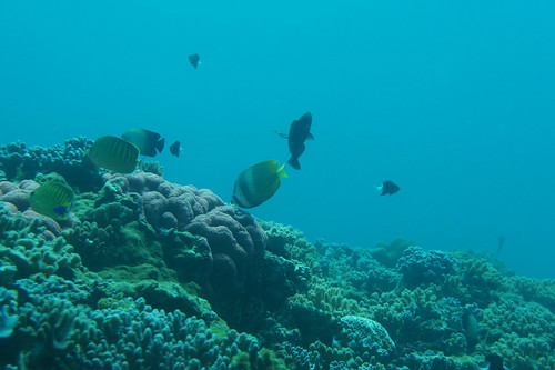 東沙大環礁外礁海域的海域景觀。（陳義雄攝，海管處提供）