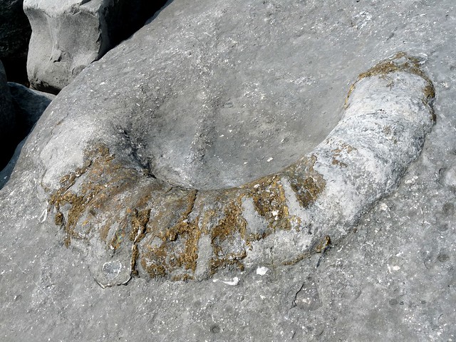 24273 - Fossil Ammonite, Lyme Regis