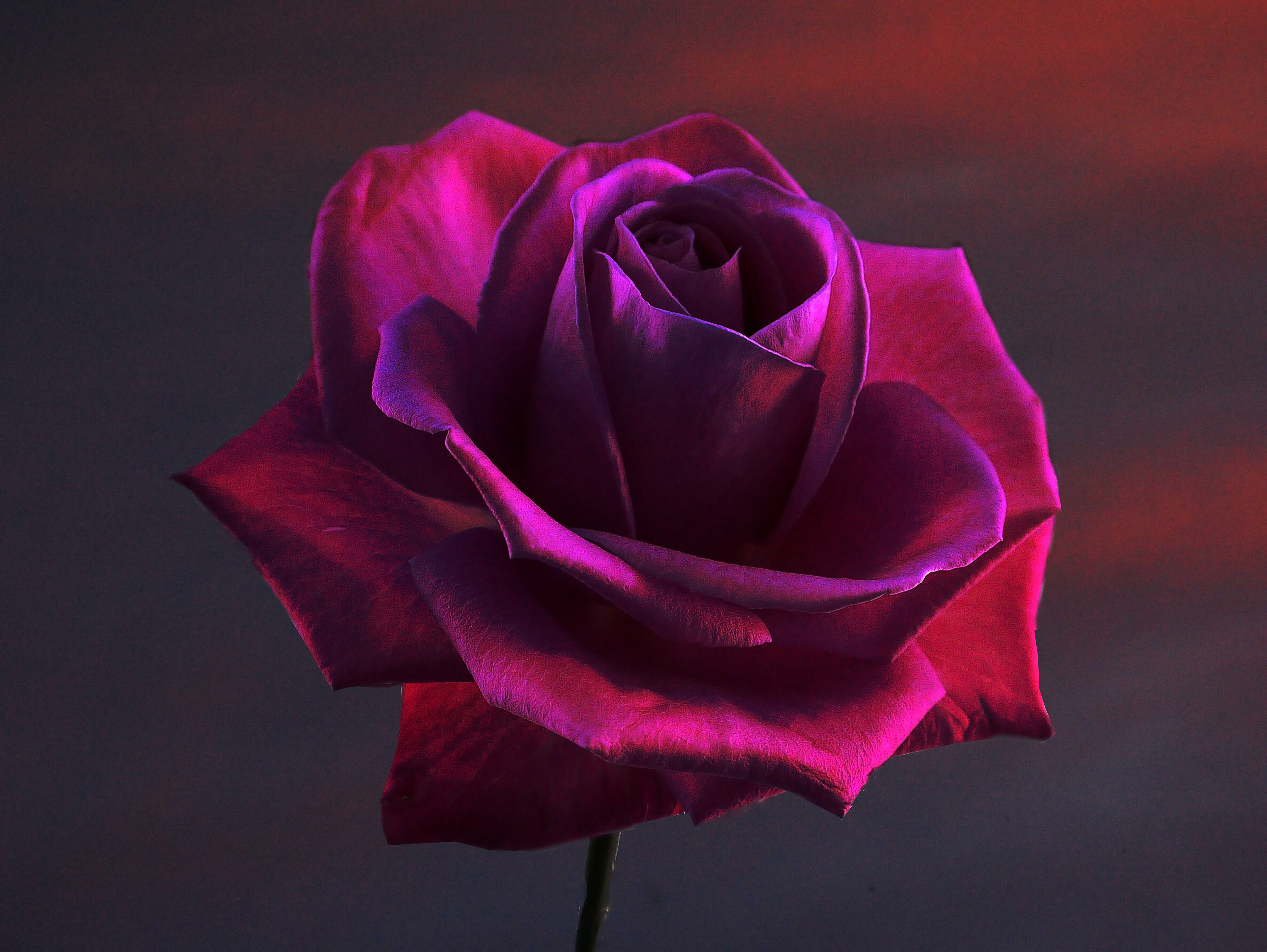 無料写真素材 花 植物 薔薇 バラ画像素材なら 無料 フリー写真素材のフリーフォト