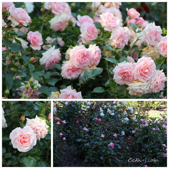 Rose Garden Invercargill Nzealand_13