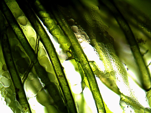 微型藻類。（攝影：Brandon Zierer。）