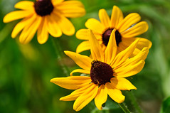 Susans in the Sun_DSC_5959.jpg by Mully410 * Images