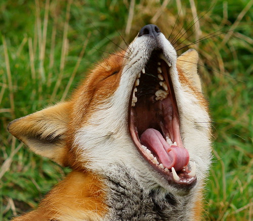  無料写真素材, 動物 , 狐・キツネ, 欠伸・あくび, 動物  口を開ける  