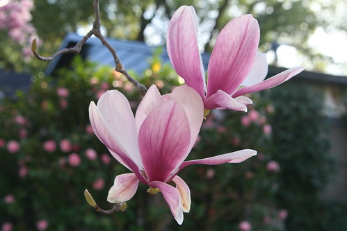 Neighbor's Magnolia