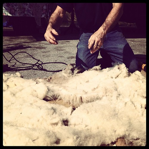 Freshly shorn fleece #shearingday