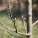 Buds on Tree - Closeup