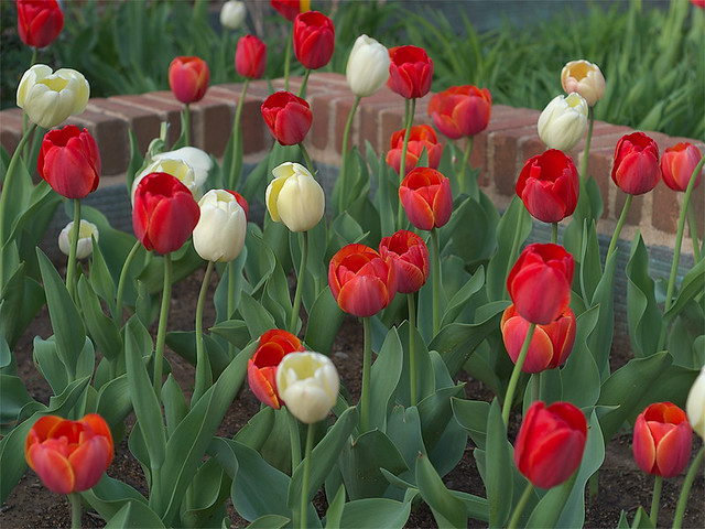 Red and white tulips
