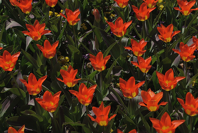 Missouri Botanical Garden (Shaw's Garden), in Saint Louis, Missouri, USA - orange and yellow tulips