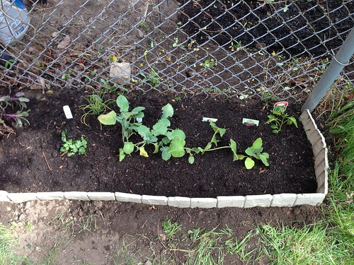 Sweet peas, onions, broccoli, eggplant, and hot peppers
