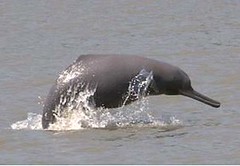 恆河豚, 孟加拉語稱為"shushuk" (BCDP/WCS提供)