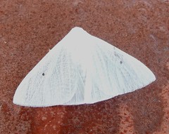 Erebid moth (Lymantriinae, Arctonis sp.)