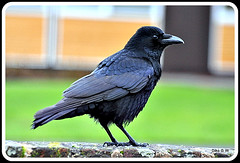 Crow Family
