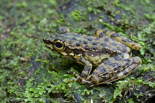 Larut Torrent Frog (<i>Amolops larutensis</i>)  IMG_1995 copy