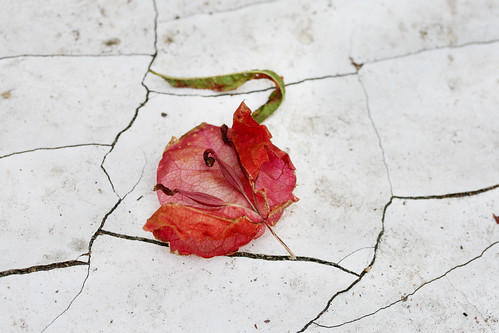 Fallen Flower with Cracked Surface