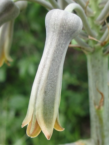 Aloe flower by tonrulkens