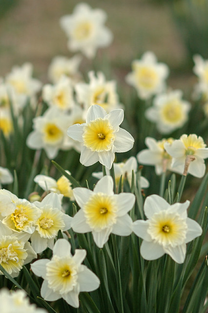 Tower Grove Park, in Saint Louis, Missouri, USA - daffodils