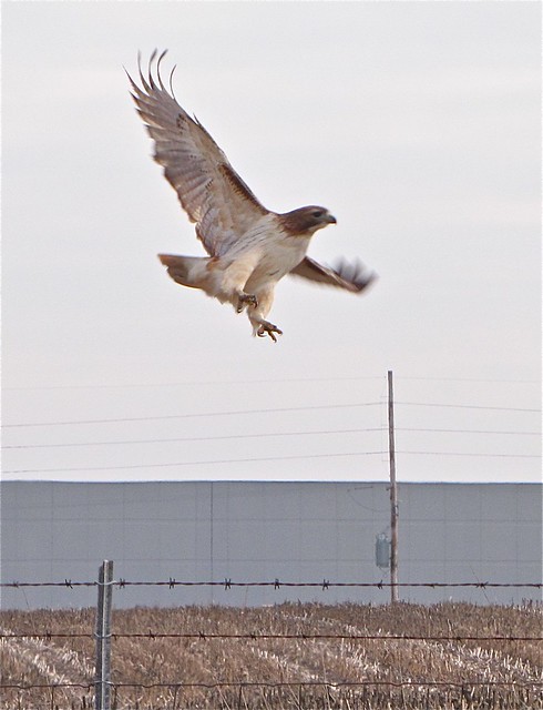 Red-tailed Hawk in McLean County 01