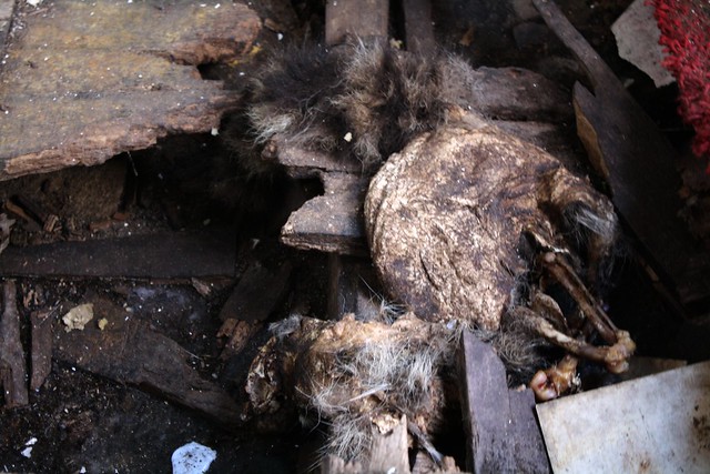 Raccoon carcass
