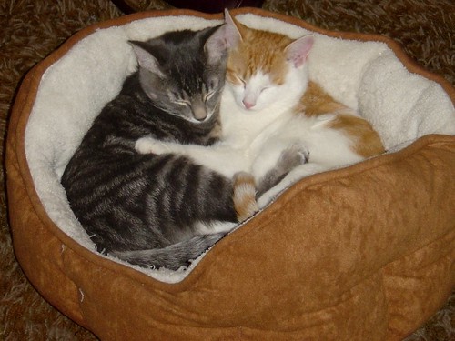 hugging_kittens