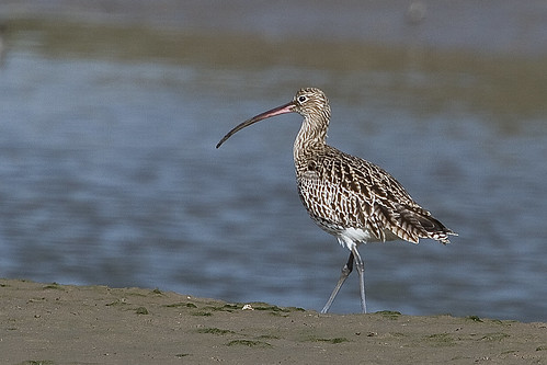 CURLEW