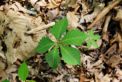 The five leaflets of Virginia Creeper is often mistaken for the three leaflets of Poison Ivy.