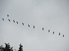 Cranes (1 of 6)
