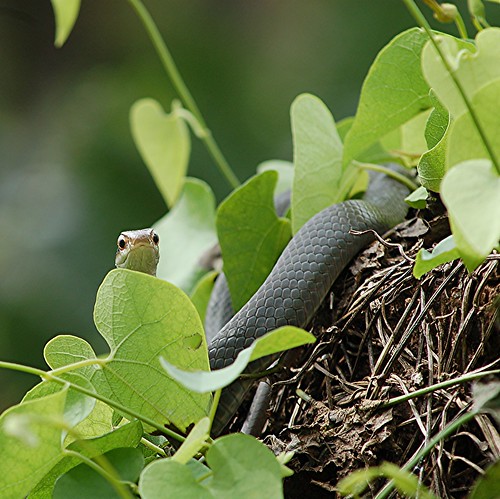 Oops, snake sunning in Aristolochia Vine on a cold morning! by jungle mama