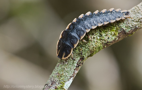 firefly larva Lampyridae IMG_0721 copy