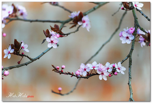 Nhẹ nhàng xuân - Quiet Spring - Explored by Ha Hai