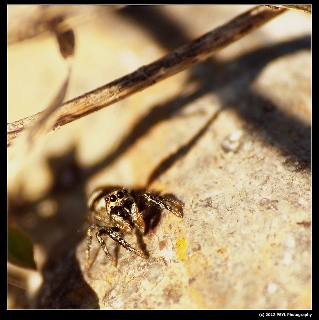 Jumping Spider (Family Salticidae)