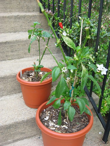 jalapeno and golden bell