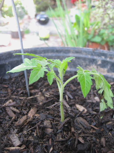 tomato seedings transplanted