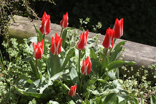 Next door's tulips