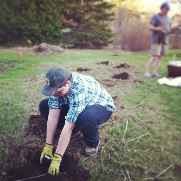 nearly done planting trees and shrubs - Adam plants blueberries #unschooling #homestead