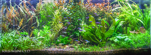 Robert's Planted Aquarium