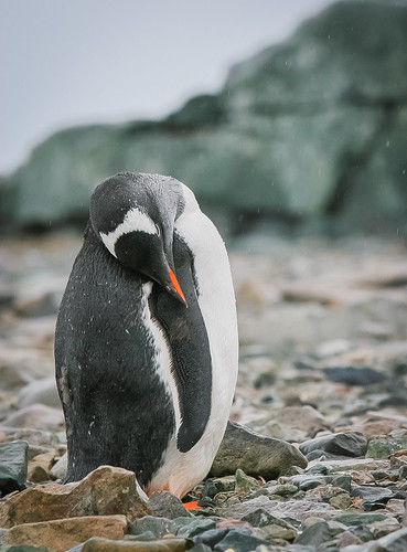 Penguin by giladr
