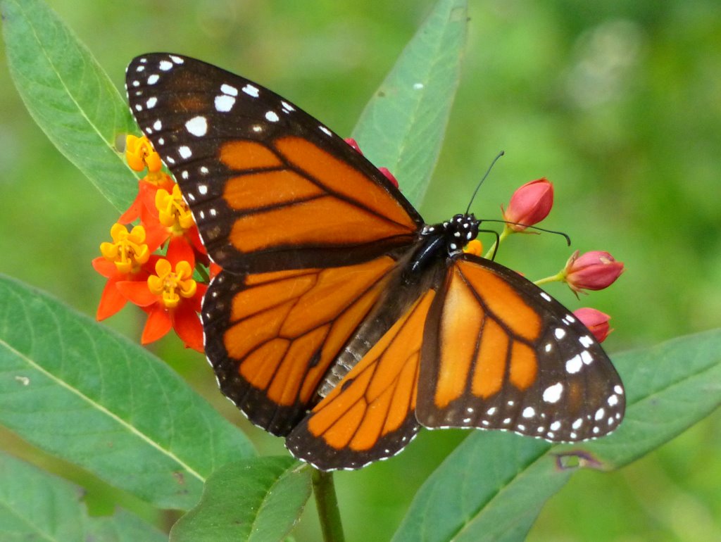 Monarch, Danaus plexippus, Nymphalidae