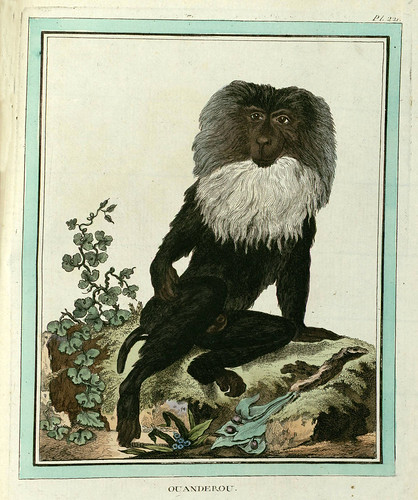 026-Collection des animaux quadrupèdes 1754- Georges-Louis Leclerc Buffon- University of Strasbourg - Digital old books