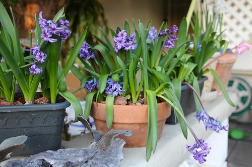 Hyacinths in Bloom