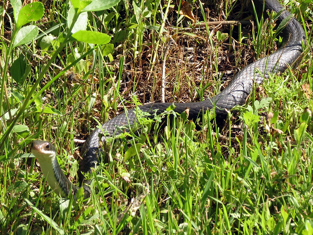 Southern Black Racer [maybe]