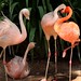 Flamingos rosa - Foto: Rê Sarmento