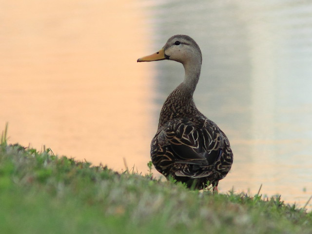 Mottled Duck backyard 20120223