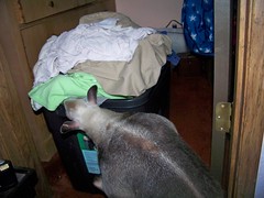 Ori checking out the laundry