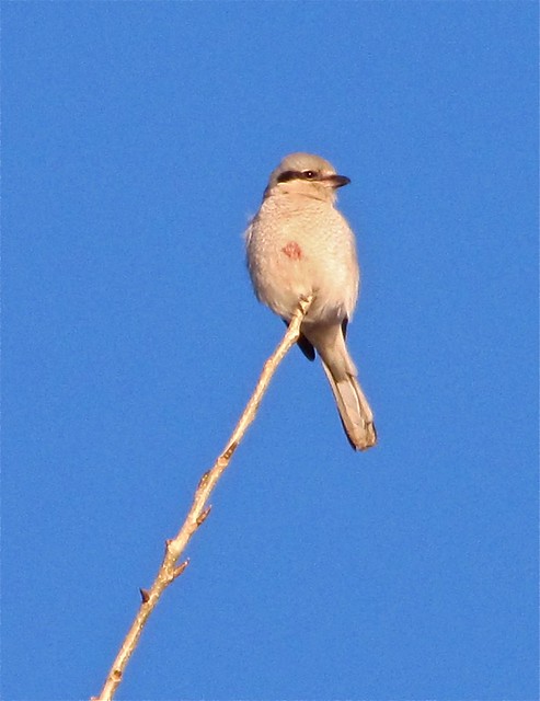 Northern Shrike at Shabonna Lake State Park in Dekalb County, IL 01