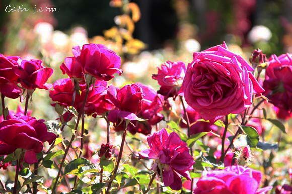 Rose Garden Invercargill Nzealand_7