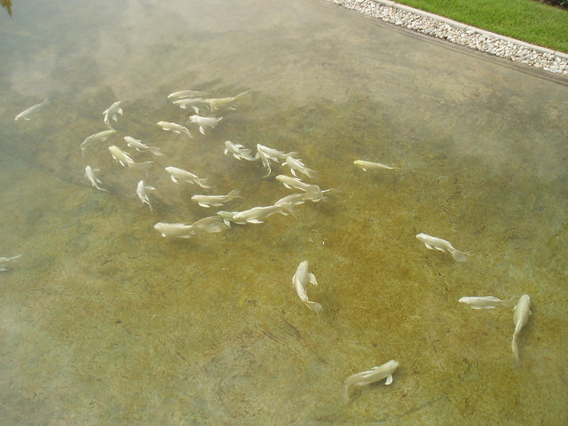White Fish, Wat Rong Khun