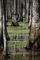 ACE Basin Swamp