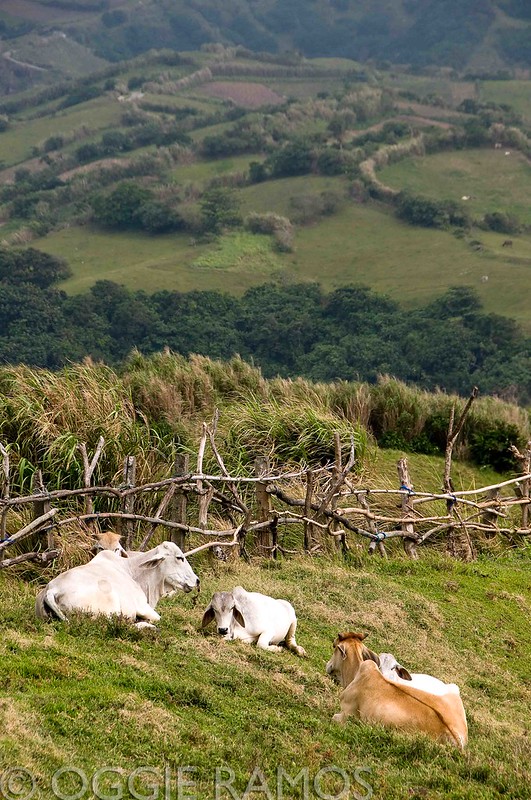 Batanes - Mahatao Cows